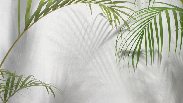 Zielony liść palmy z cieniem na białym tle