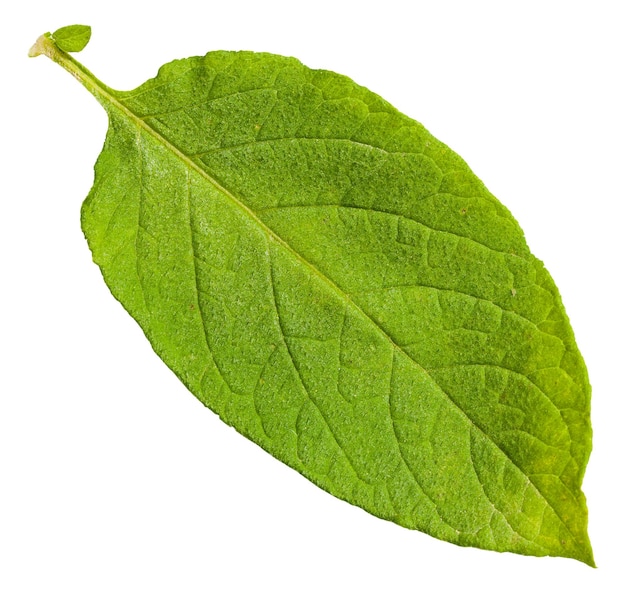 Zdjęcie zielony liść rośliny ziemniaka na białym tle