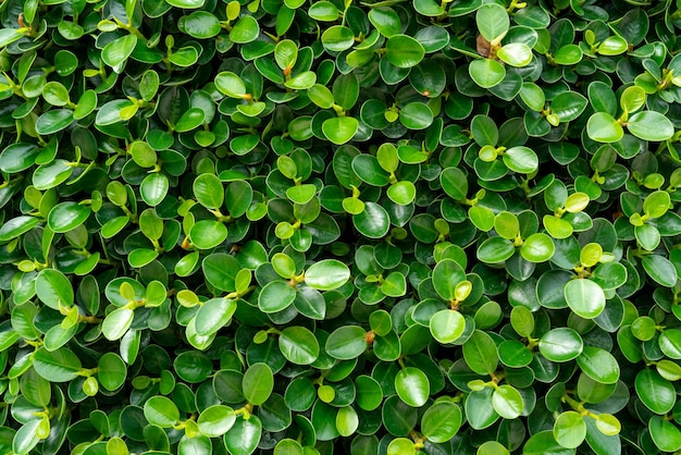 Zielony liść ściany ogrodzenia słoneczne tło