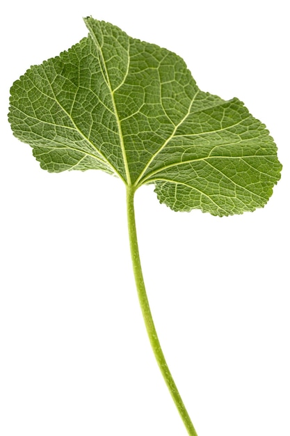 Zielony liść ślazu odizolowywający na białym tle