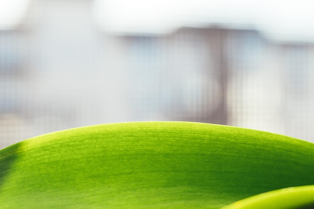 Zielony liść storczyka phalaenopsis zbliżenie na rozmytym tle selektywne skupienie