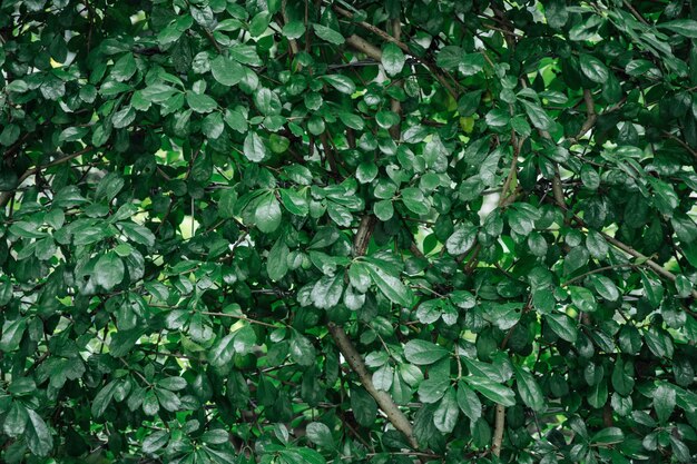 zielony liść tekstury.