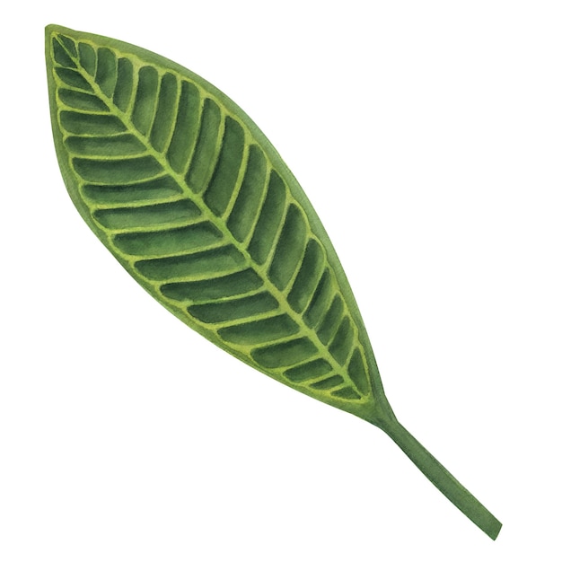 Zielony liść tropikalnego drzewa plumeria frangipani Dżungla liści akwarela ilustracja na białym tle