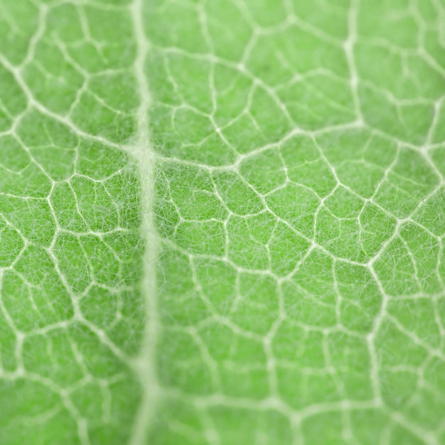 Zielony liść ukazujący naturalną misterną strukturę i połączenie wzoru żyłek liścia