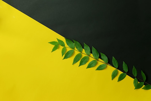 Zielony liść umieszczony na żółtym i czarnym tle papieru