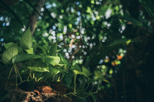 Zielony liść w ogrodzie, scena natury z zielonym liściem deski roślin w ogrodzie