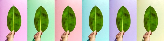 Zdjęcie zielony liść w ręku na tle teksturowanej kolorowej ściany ulicznej minimalna kreatywna koncepcja projektowania