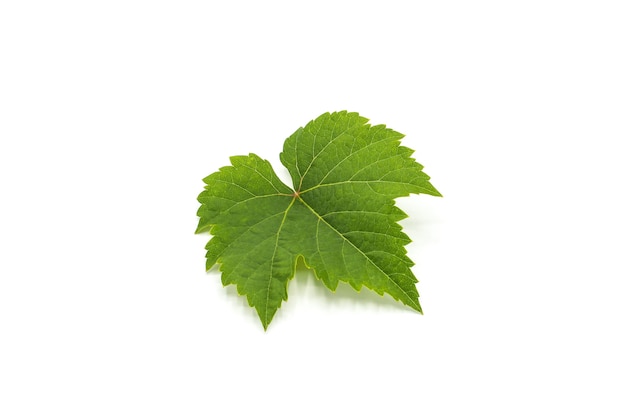 Zielony liść winogron na białym tle