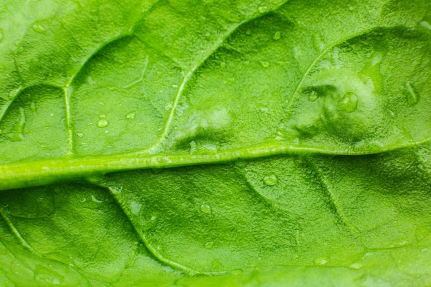 Zielony liść z bliska. Świeże liście tekstura tło. Tapeta naturalna eko. Jedzenie wegetariańskie. Produkty roślinne i witaminy. Zdjęcie makro.