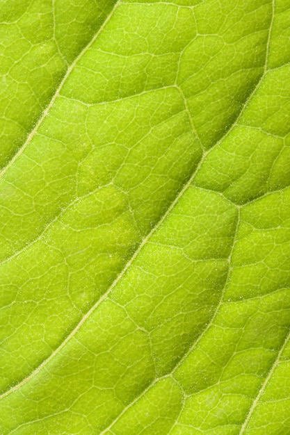 Zielony liść z bliska