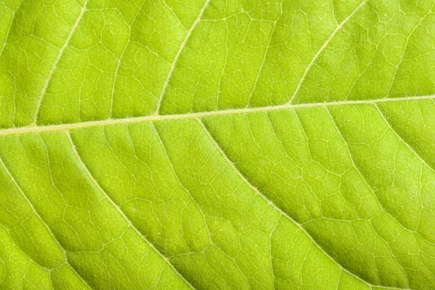 Zdjęcie zielony liść z bliska