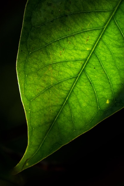 Zielony liść z bliska