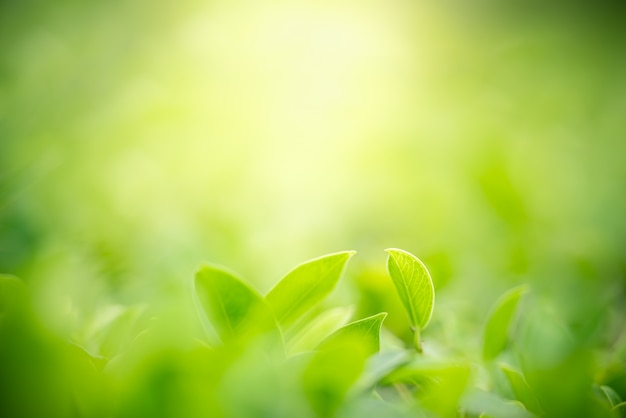 Zielony liść z kopii przestrzenią używać jako tło lub tapety natura.