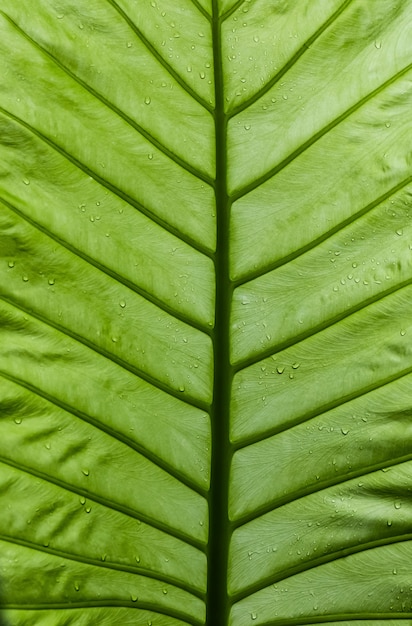 Zielony liść z kropli wody