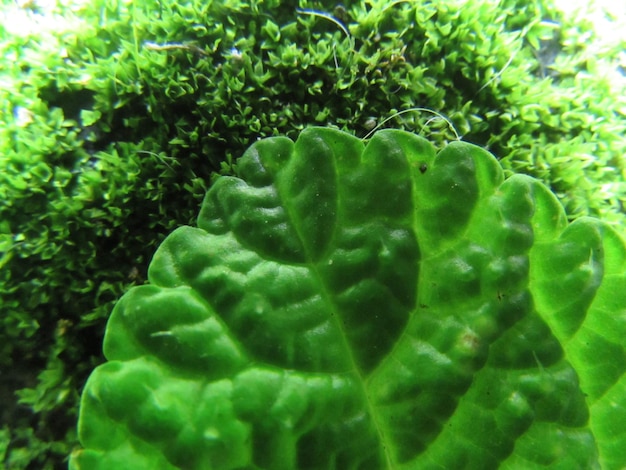 Zielony liść z napisem „mech”.