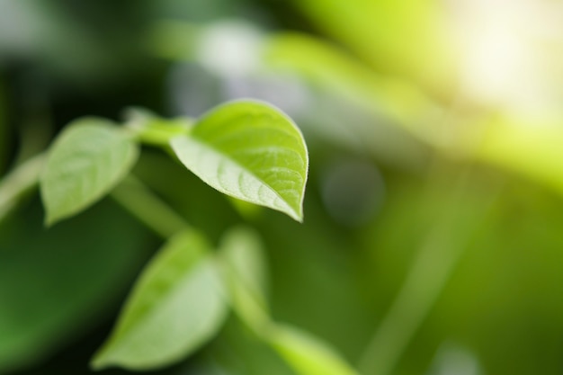 Zielony liść z ranku światła tłem w naturze