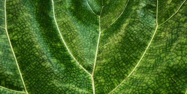 Zielony liść z teksturą liścia.