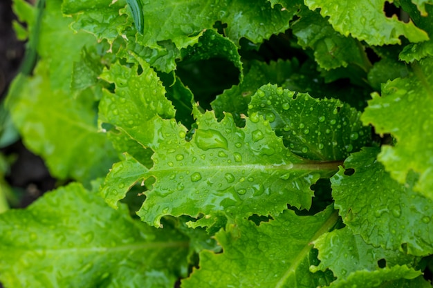 Zielony liść z wodą opuszcza po deszczu dla tła