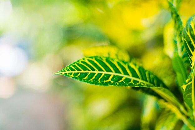 Zielony liść ze słowem cytryna