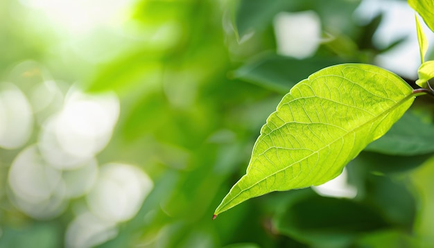 Zielony liść ze słowem zielonym