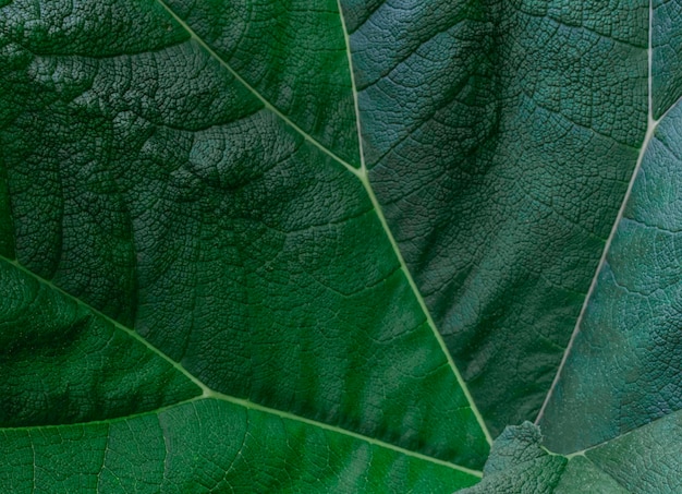 Zielony liść żyły z bliska gałąź ozdobna duża natura tropikalna