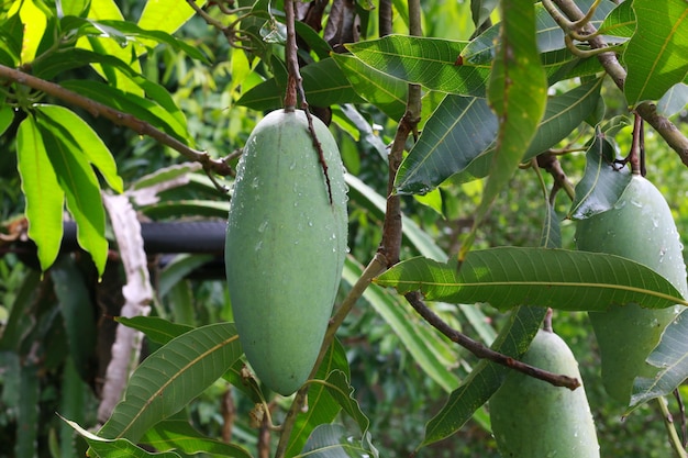 Zielony mango na drzewnym liścia tle.