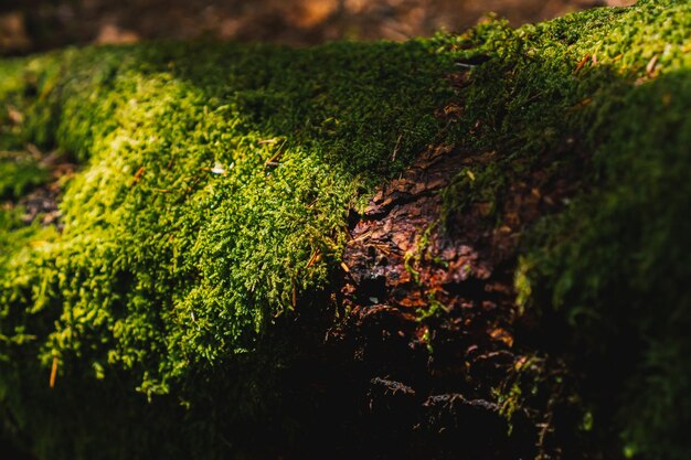 Zielony mech na makrofotografii drewna, naturalna tekstura