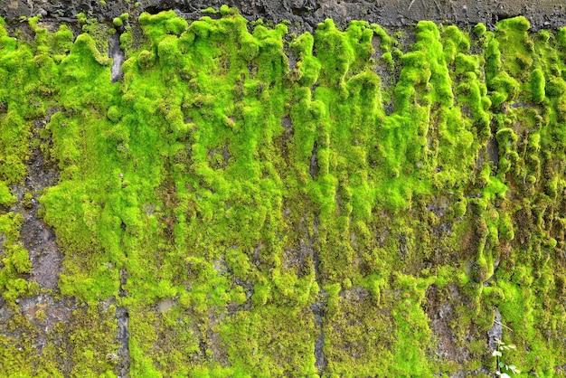 Zielony mech na tle tekstury ściany