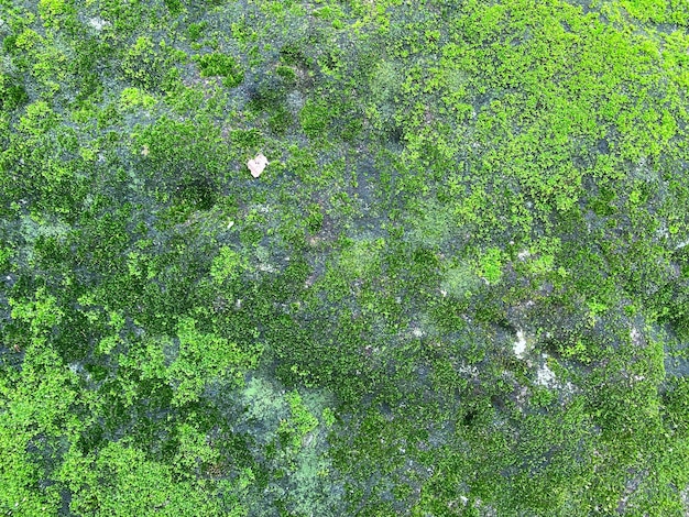Zdjęcie zielony mech tekstury i tła