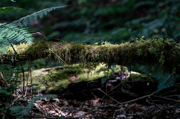 Zdjęcie zielony mech w lesie, porośnięty pniami