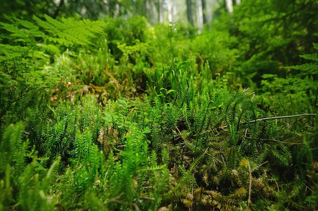 Zielony mech w letnim lesie, zbliżenie, naturalne tło