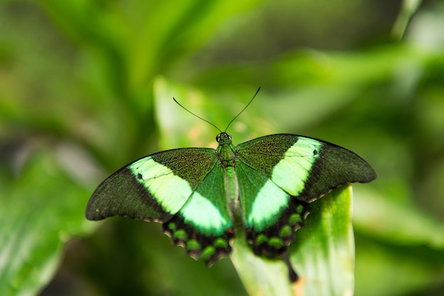 Zielony motyl papilio palinurus z otwartymi skrzydłami na naturalne tło rozmazane natura.