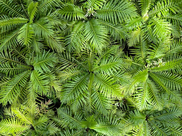 Zielony natura tło ciemnozielone liście świeże rośliny naturalne zielone liście transparent