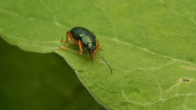 zielony owad siedzący na zielonym liście