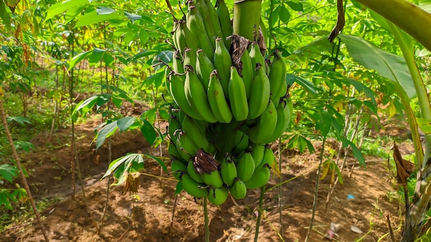 Zdjęcie zielony owoc bananowy