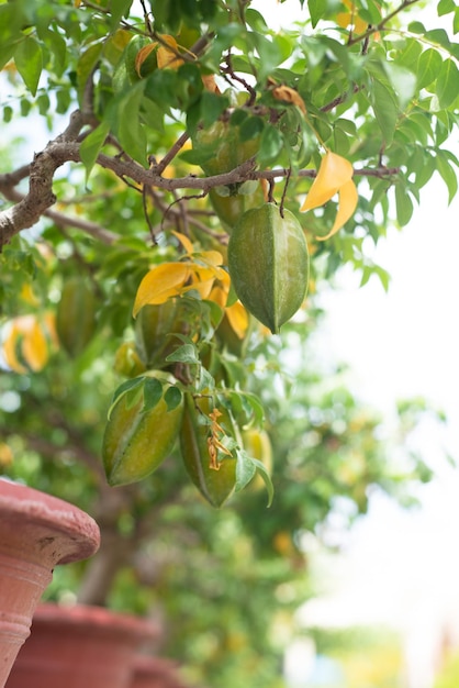 Zielony owoc Carambola znany jako owoc gwiezdny rosnący na gałęzi w Wietnamie