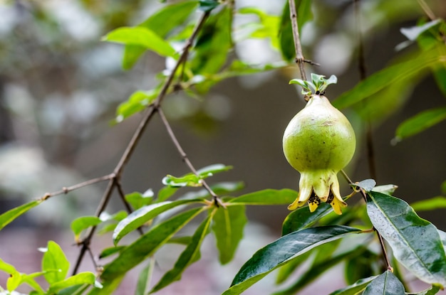 Zdjęcie zielony owoc granatu wiszący na gałęzi w ogrodzie