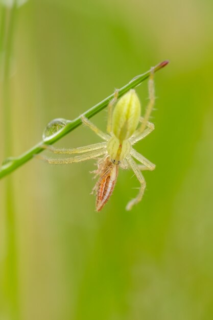 Zielony pająk hutsman (Micrommata virescens) siedzi na źdźbło trawy.