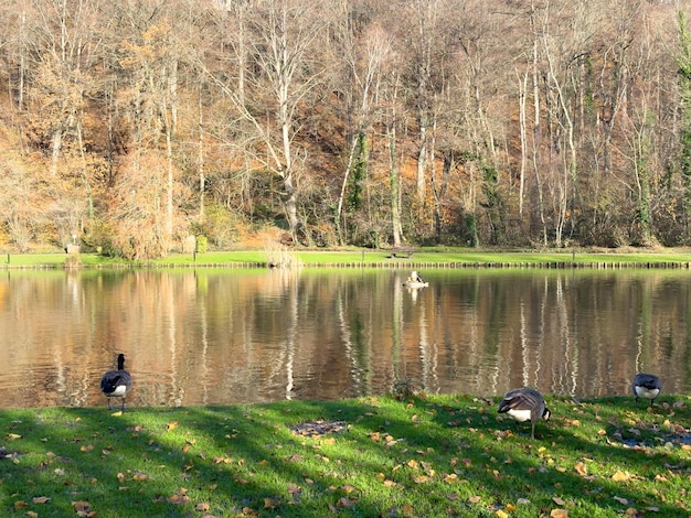 Zielony park rekreacyjny bois des reves z jeziorem w Ottignie louvain la neuve prowincja brabant walijski