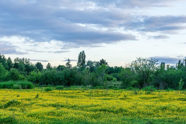 Zielony park z drzewami w okresie letnim