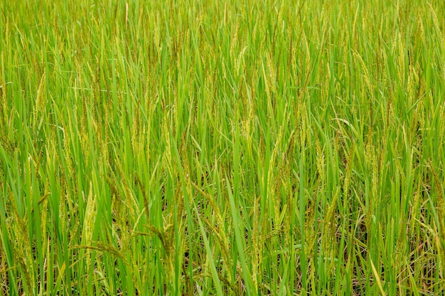 zielony ryżUprawa ryżu w słońcu