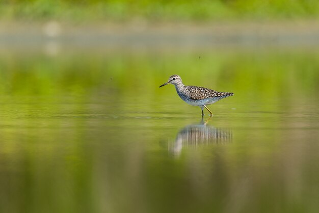 Zielony Sandpiper