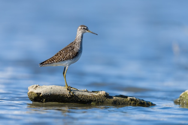 Zielony Sandpiper