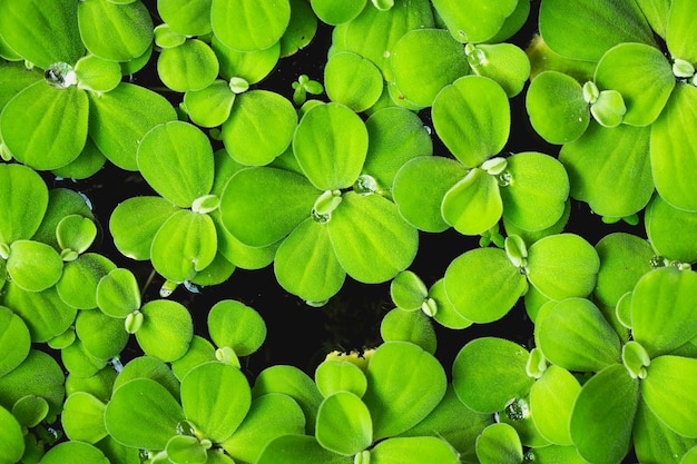 Zielony świeży deszcz opuszcza wodę na zielonych liściach na tle