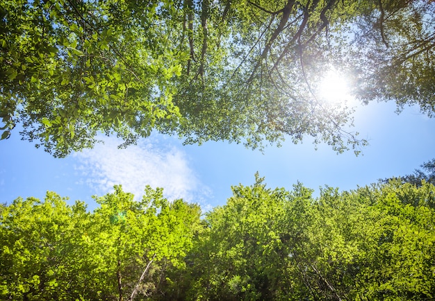 Zielony świeży drzewo opuszcza przeciw niebieskiemu niebu