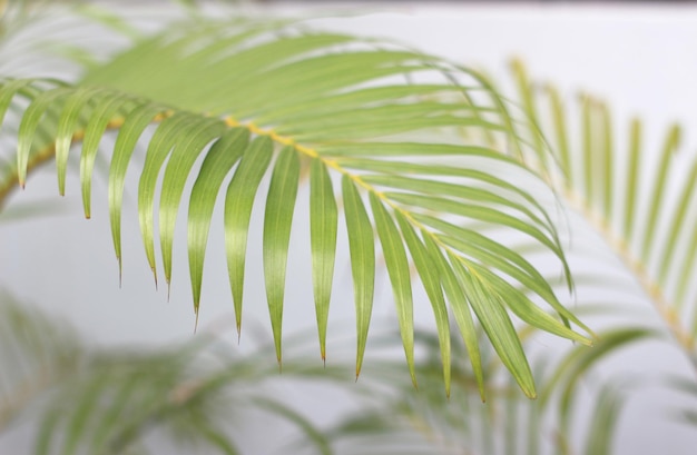 Zdjęcie zielony tropikalny liść palmy z cieniem na białej ścianie