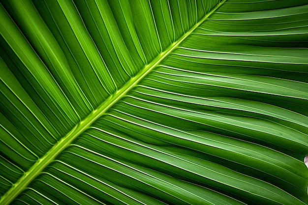 Zielony tropikalny liść z bliska