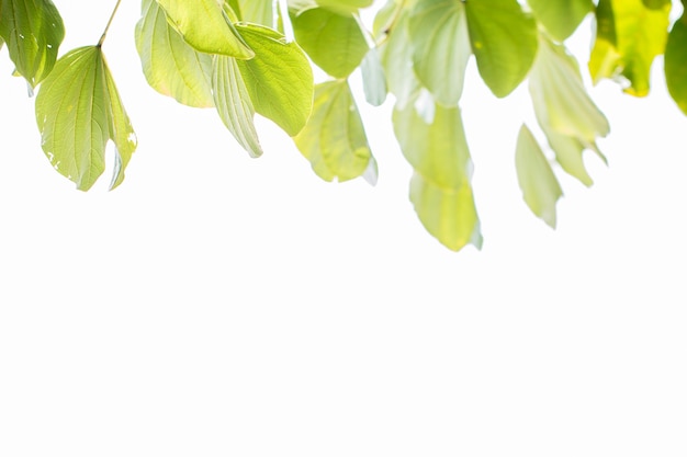 Zdjęcie zielony tropikalnych liści na białym tle