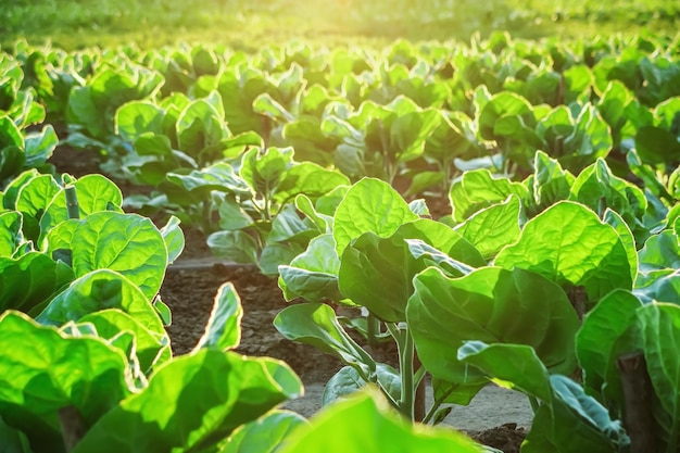 zielony tytoń rośnie na farmie tytoniowej w promieniach zachodzącego słońca