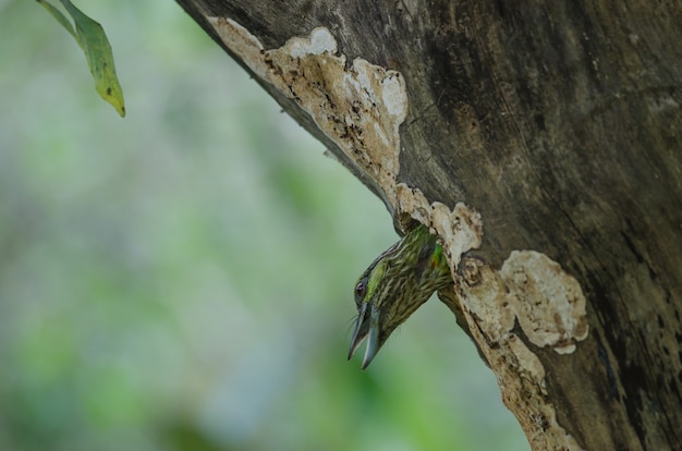 Zielony uszaty Barbet (Megalaima faiostricta)